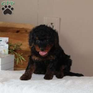 Pepsi, Cavapoo Puppy